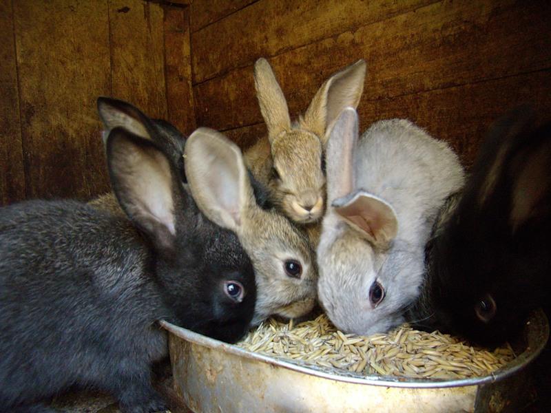 Качество корма для кроликов