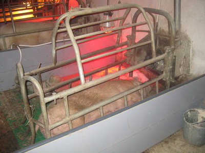 oporos_400_01